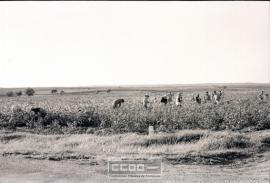 Recogida de algodón y vistas de El Pedroso (Sevilla). – Foto 10